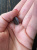 Пуговицы коричневые (пластик), 1,5 см Италия ПИК/15/49117 по цене 19 руб./штука