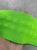Подвяз ярко-зеленый (полиэстер), 9*90 см ПКЗ/90/8643 по цене 427 руб./штука